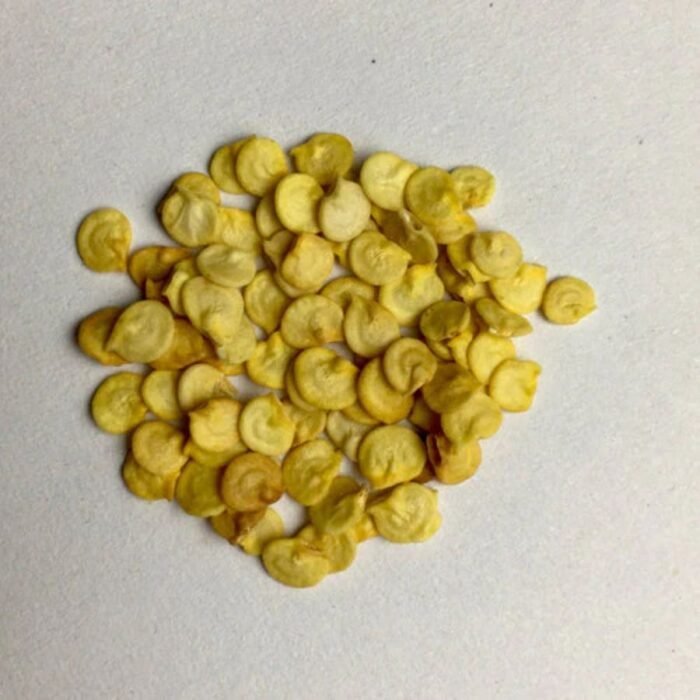 F1 Hybrid Multicolor Capsicum (Shimla Mirch) Vegetable Seeds | High Germination & Yield - Image 3