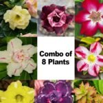 Adenium Marvels Combo of 8 Plants
