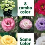 Lisianthus/Eustoma Combo Plant Sapling (8pcs)