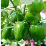 Green Capsicum (Hari Shimla Mirch) F1 Hybrid Seeds | High Yield & High Germination - Image 2