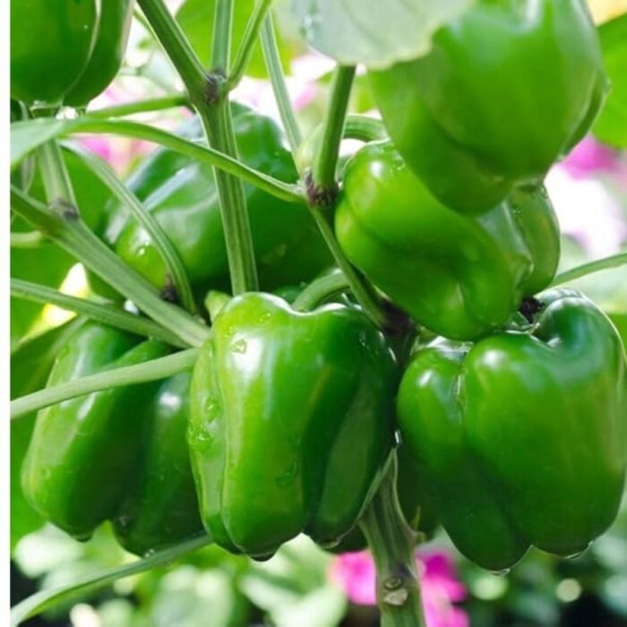Green Capsicum (Hari Shimla Mirch) F1 Hybrid Seeds | High Yield & High Germination - Image 2
