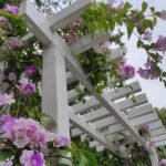 Garlic Vine Mansoa Alliacea Purple Flower Climber (Sapling)
