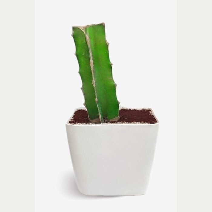 Dragon Fruit / Red-Fleshed Pitahaya Fruit Plant - Image 3
