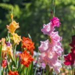 Gladiolus Flower Bulbs 20 Combo (Any color) - Image 2