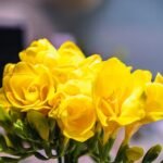 Freesia Bulb (Mix color) - Image 4