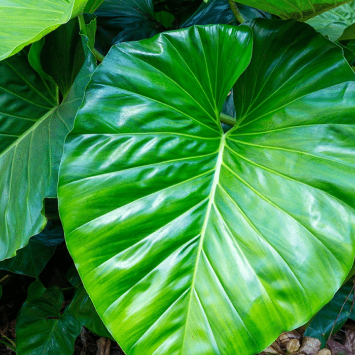 Philodendron Giganteum Plant - Image 1