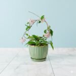 Hoya Green Carnosa Plant - Image 4