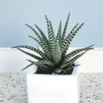 Haworthia Plant - Image 4