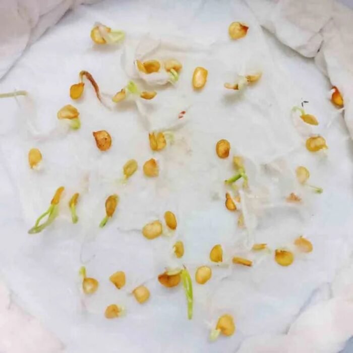 Chilli F-1 Hybrid Hari Mirch Vegetable Seeds | High Germination & Yield - Image 4