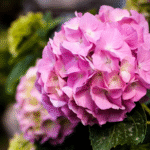 Hydrangea Plant Sapling (Any color) - Image 6