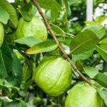 Taiwan Pink Guava Plant (Big size Grafted)