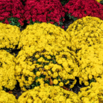 Guldavari/Chrysanthemum / Guldaudi Plant Combo Sapling (12 pcs)