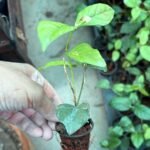 Double Petal Mogra/Jasmine Plant (Sapling) - Image 2