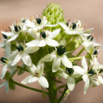 Chincherinchee Bulb Combo of 10 bulbs (Any color) - Image 4