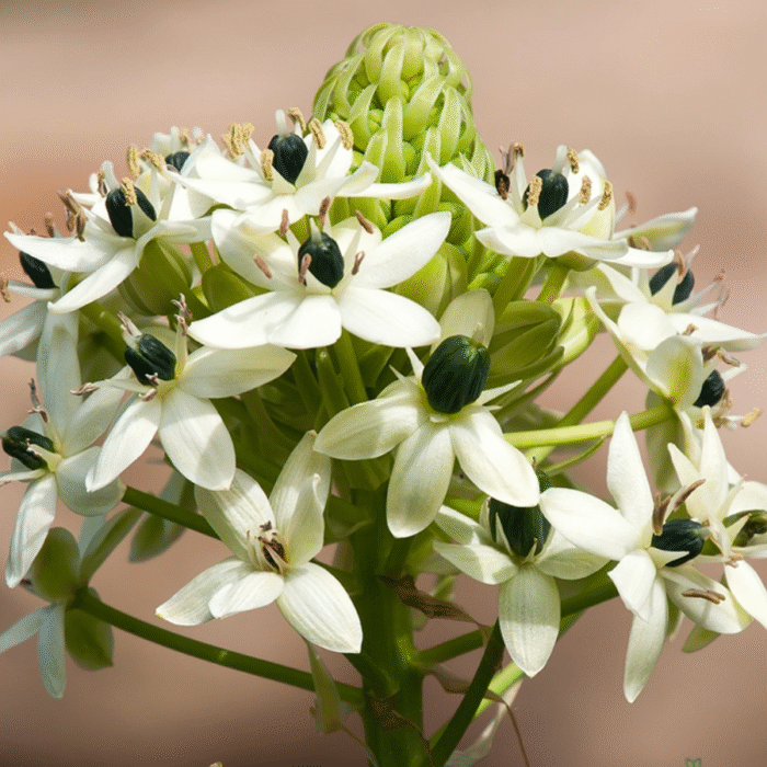 Chincherinchee Bulb Combo of 10 bulbs (Any color) - Image 4