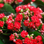 Kalanchoe Plant Sapling (Choose the color)