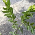 Taiwan Pink Guava Plant (Big size Grafted) - Image 2