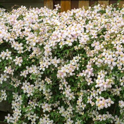 White Clematis / Ranjai plant Vine (Sapling)
