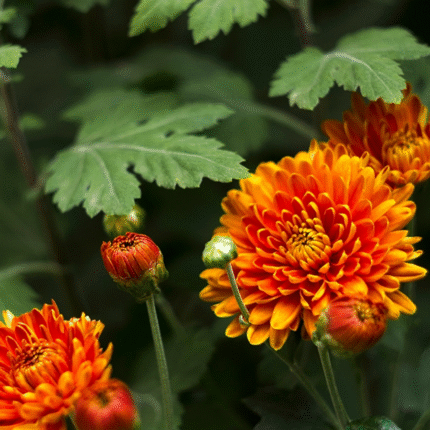 Orange Chrysanthemum/ Guldavari/ Guldaudi Multiflora Sapling