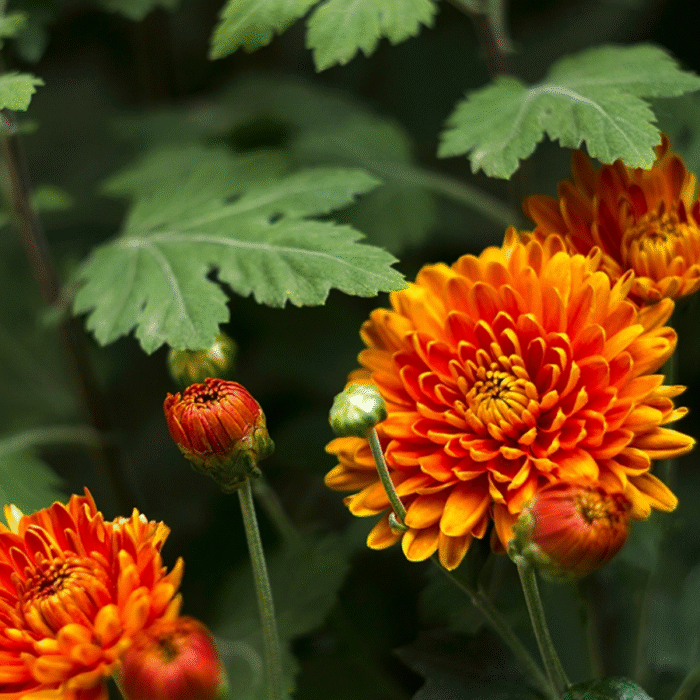 Orange Chrysanthemum/ Guldavari/ Guldaudi Multiflora Sapling - Image 1