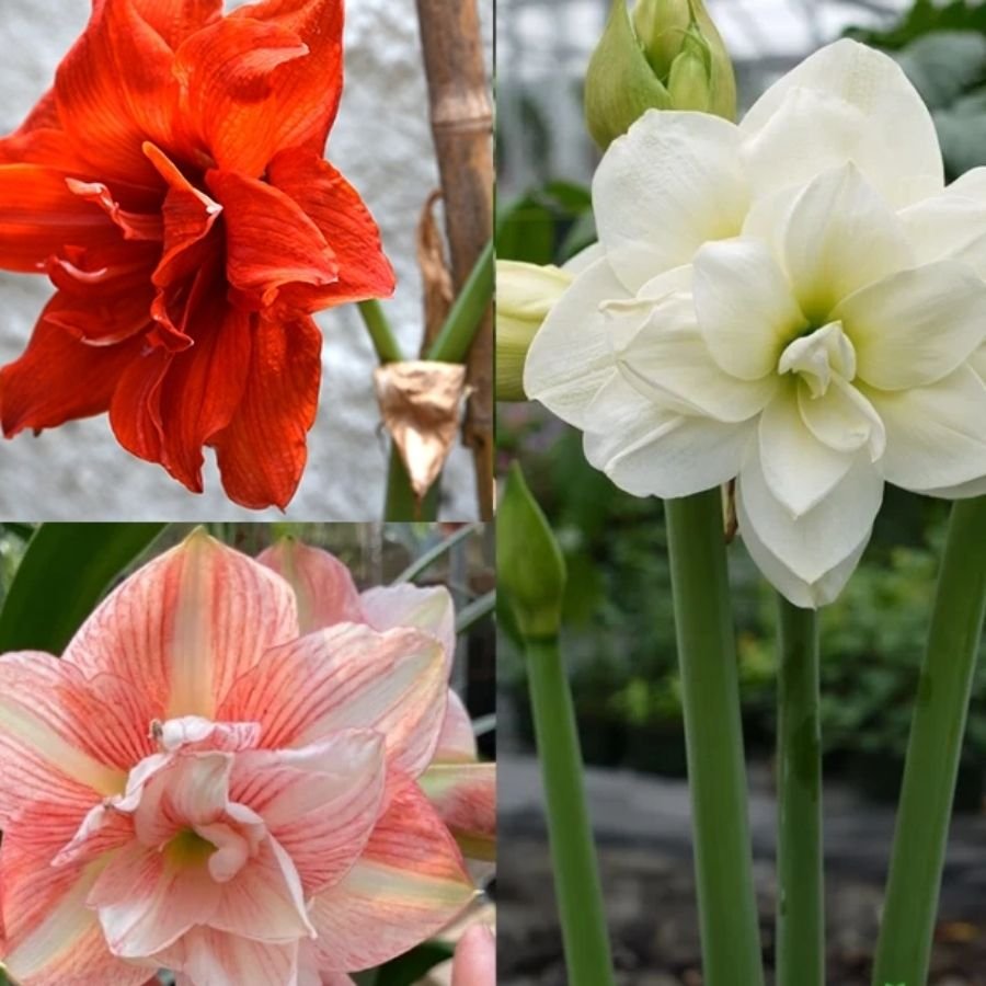 31 Amaryllis Lily Mix Colour Bulb (Combo of 8) - Image 1