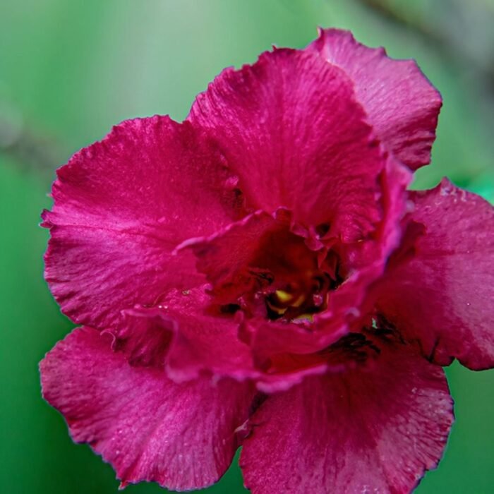 Adenium Plant Rosy Grafted (Double Petal Hot Pink) - Image 1