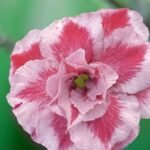 Adenium Plant Rosy Grafted (Triple Petal Dual Tomato Colour )