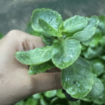 Kalanchoe Plant Sapling (Choose the color) - Image 2