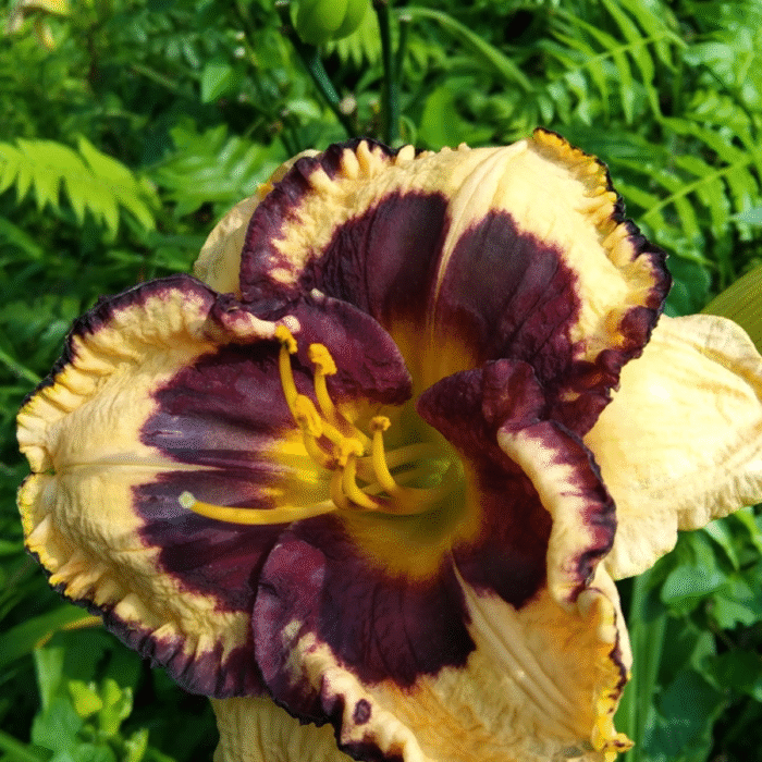 DayLily Hybrid Bulbs (Any color) - Image 1