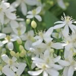White Clematis / Ranjai plant Vine (Sapling) - Image 2