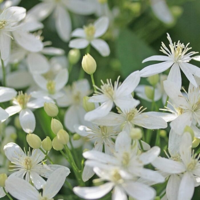 White Clematis / Ranjai plant Vine (Sapling) - Image 2
