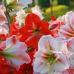Amaryllis Lily Single Petal Mix Colour Bulbs