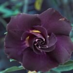 Adenium Juhi Grafted (Double Petal Hot Violet Black)