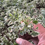 Aralia Varigated Plant Sapling