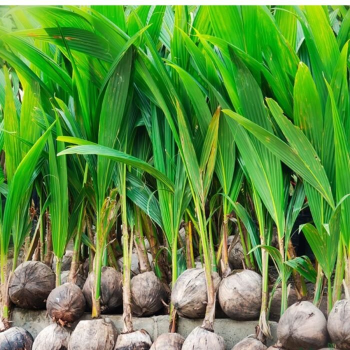 Coconut Hybrid – Fruit Plants - Image 1