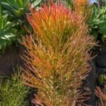 Pencil Cactus / Euphorbia Tirucalli