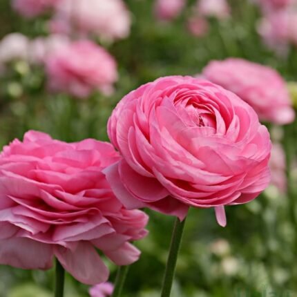 Pink Ranunculus / Buttercup Flower Bulb (Pink)