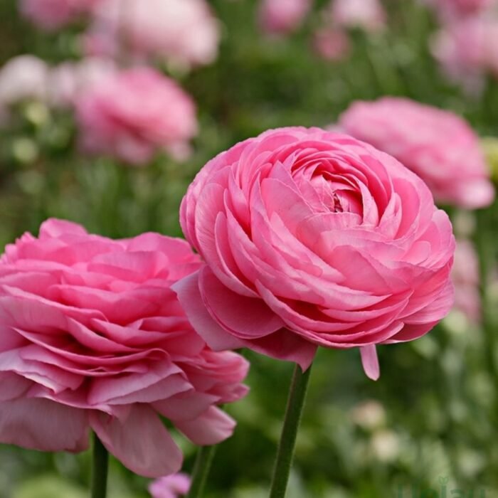 Pink Ranunculus / Buttercup Flower Bulb (Pink) - Image 1