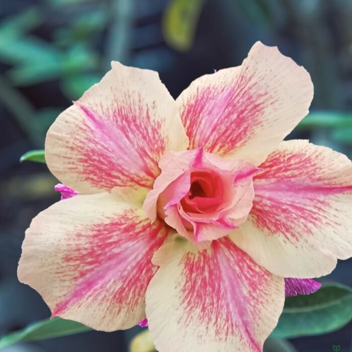 Adenium Plant Rosy Grafted (Triple Petal Yellow & Pink) - Image 1
