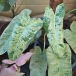 Philodendron Paraiso Verde Sapling