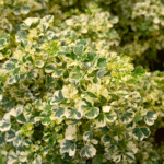 Aralia Varigated Plant Sapling - Image 2