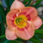 DayLily Hybrid Bulbs (Any color) - Image 4