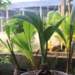 Coconut Hybrid – Fruit Plants - Image 2
