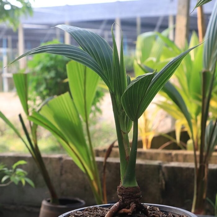 Coconut Hybrid – Fruit Plants - Image 2