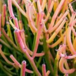 Pencil Cactus / Euphorbia Tirucalli - Image 2