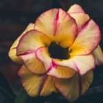 Adenium Rosy Grafted (Double Petal Yellow & Pink)