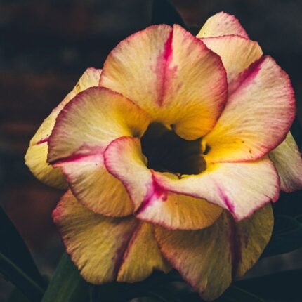 Adenium Rosy Grafted (Double Petal Yellow & Pink)