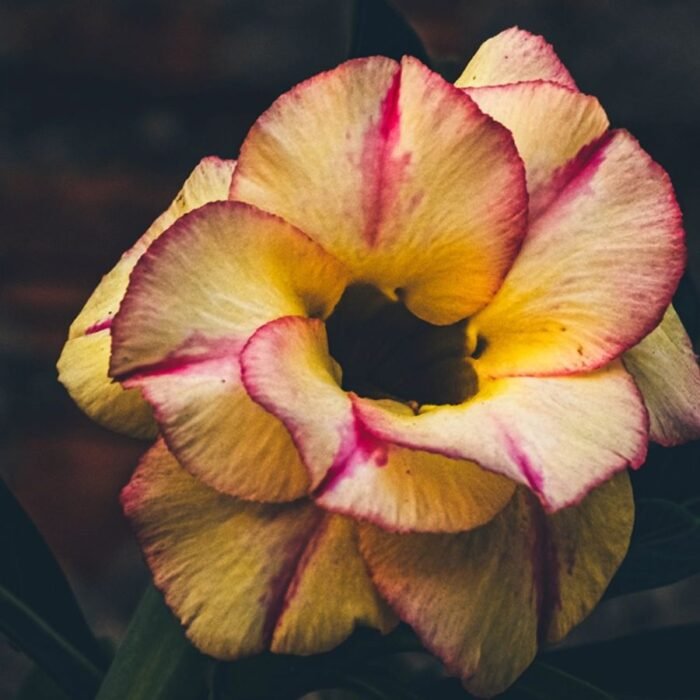 Adenium Rosy Grafted (Double Petal Yellow & Pink) - Image 1