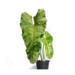 Philodendron Paraiso Verde Sapling - Image 2