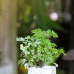 Aralia Varigated Plant Sapling - Image 3